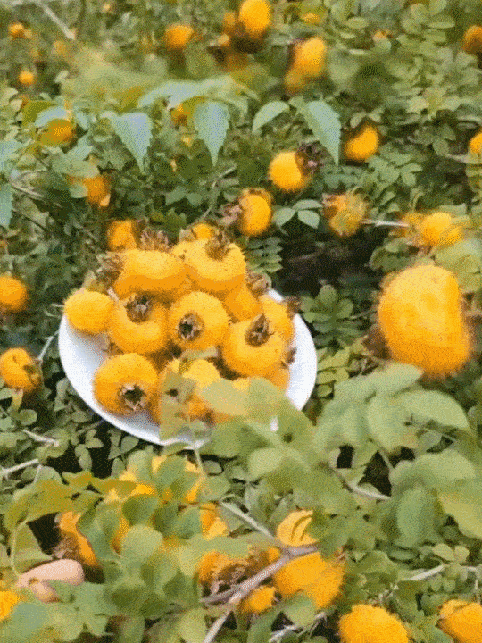 1760512073203705.gif 1760512073203705.gif